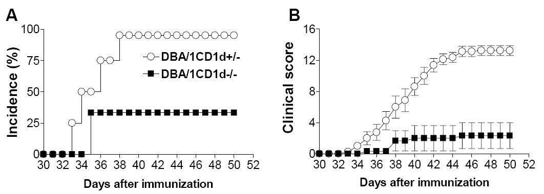 DBA/1CD1d-/- 생쥐에서 collagen induced arthritis 의 유도가 저해된다.
