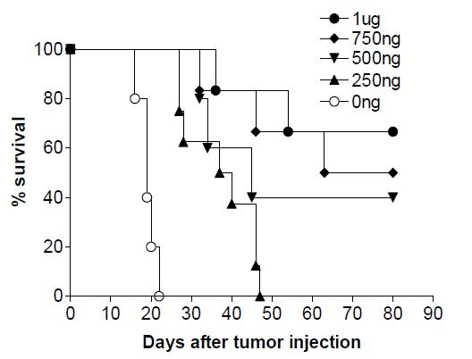 야생형 생쥐에 종양 추출물과 다양한 농도 의 α-GalCer를 주입하여 면역화 시킨다.
