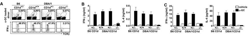 B6 wild-type, DBA/1CD1d+/-, DBA/1CD1d-/-생쥐에서 NKT 세포 비교.