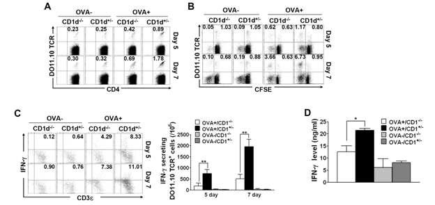 NKT 세포의 존재가 항원 특이적 CD4 T 세포의 in vitro 이차 면역 반응기에서 CD4 T 세포의 활성측정.