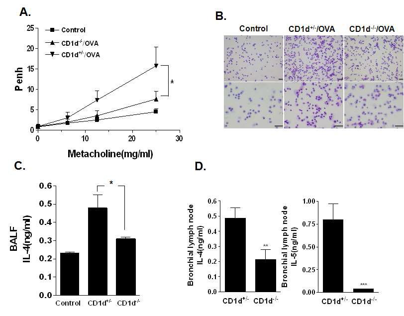 NKT 세포의 존재가 병인성 CD4 T 세포의 활성을 증가 시킨다. (A) CD1d+/- 마우스에서 분리한 CD4 T 세포와 CD1d-/- 생쥐에서 분리한 CD4 T 세포를 야생형 생쥐에 이식한 후 OVA자극을 통해서 AHR를 유도 하였다.