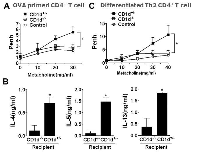 NKT 세포의 존재가 면역화된 병인성 CD4 T 세포의 활성을 증가 시킨다.