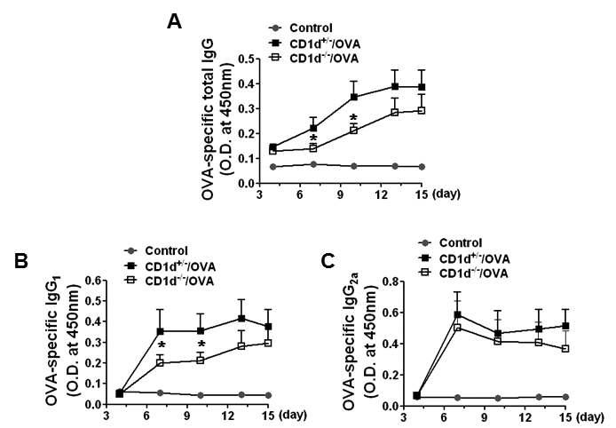 CD1d-/- 생쥐와 CD1d+/- 생쥐에서 항원 특이적 항체 생산 조사.