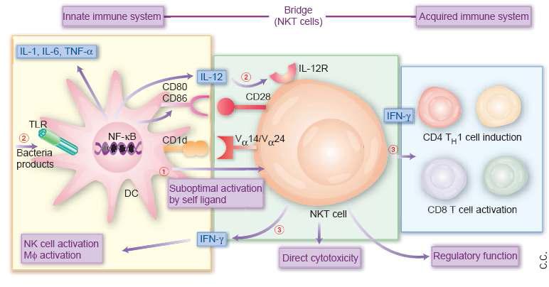 선천성 면역계와 후천성 면역계를 중계하는 면역조절세포로서의 NKT 세포의 역할.