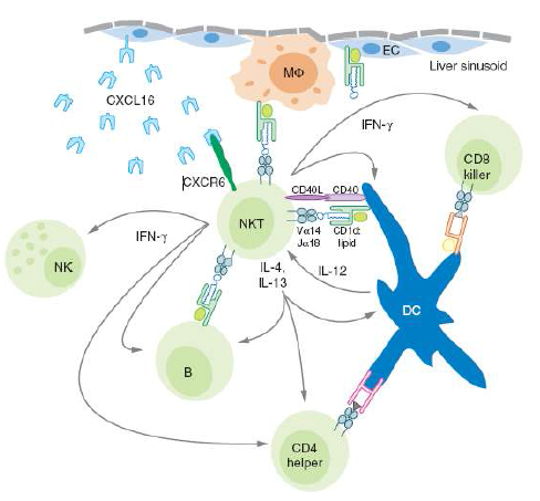NKT 세포에 의해 형성된 세포적 (cellular)-분자적(molecular) 네트워크