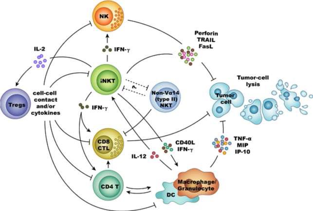항암면역반응에서 NKT 세포와 다른 면역세포와의 관련성