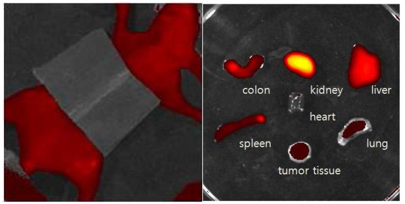 그림11. AS1411 압타머의 체내 분포를 평가하기 위한 ex vivo 조직 광학 영상(좌)와 다양한 변형