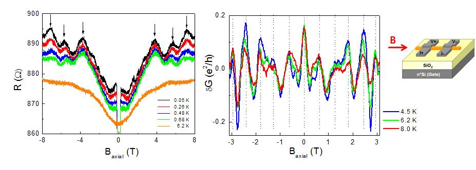 (좌) 시료 #3에서 관측한 자기저항 데이터. 자기장은 나노리본의 장축 방향에 평행하게 인가되 었음. 전체적인 background로 나타나는 positive 자기저항은 강한 스핀-궤도 상호작용의 결과로 나타나는 weak antilocalization (WAL) 효과로 해석되며, 여기에 더해서 0.68 K 이하의 극저온에서 나타나는 자기 저항의 주기적인 요동은 Aharonov-Bohm 효과에 의한 전자 궤도의 간섭 현상으로 이해된다. 0.1 Tesla 미만의 미약한 자기장에서 나타나는 저항의 급격한 감소는 Al 전극의 초전도성에 따른 초전도 근접 효과 의 결과로 해석된다. (우) 또 다른 시료 #5에서 관측한 자기저항을 background signal을 제외하고 자기 요동 부분만을 전기전도도 단위로 변환하여 나타낸 데이터. 전기전도도 요동의 크기는 0.2 e2/h(전기전도 도 양자)에 해당하며 온도가 8.0 K 까지도 그 요동이 유지됨을 알 수 있음. 이는 나노리본 계면의 양자 효과가 상대적으로 매우 강함을 의미한다. 시료의 모식도와 자기장 방향을 맨 오른쪽 삽화에 나타내었다.