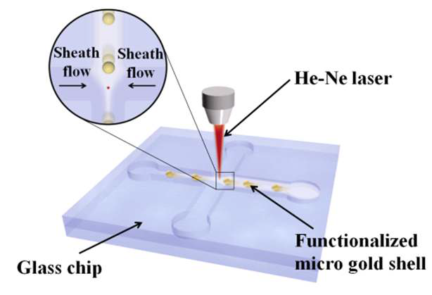 마이크로 채널 안에 흐르는 라만표지 골드 쉘의 실시간 라만 분석.