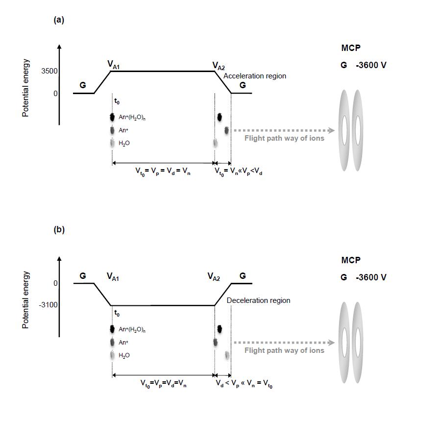 전압 변화에 따른 중성과 이온종의 속력 변화 (a) positive voltage, (b) negative voltage.