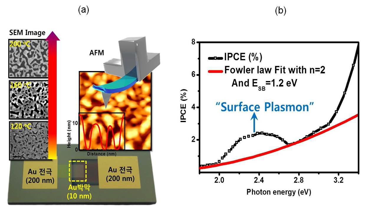 (a) 실제 Au/TiO2 나노다이오드 사진(아래)과 표면처리 후의 박막 Au의 표면 분석을 위해 측정된 SEM 이미지와 원자력현미경 이미지와 (b) 200℃로 열처리를 한 나노다이오드의 IPCE(Incident Photon to Current conversion Efficiency) 측정 결과.