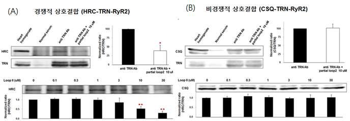 HRC의 TRN에 대한 상호 결합 연구 (A) TRN 관련 경쟁적 상호결합 단백질 연구 (B) TRN 관련 비경쟁적 상호결합 단백질 연구