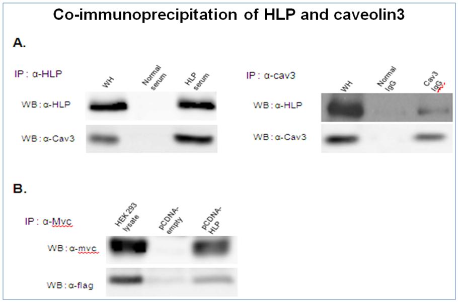 (A) 마우스 심장조직에서의 면역침강법 결과. HLP 특정 항체 (왼쪽) 또는 Cav3 특정 항체 (오른쪽)를 이용하여 면역침강 후 각각 Cav3 (왼쪽)와 HLP (오른쪽)가 상호작용함을 western blot 기법으로 확인함. (B) HEK293 세포내 myc-HLP와 Flag-Cav3를 발현시킨 후, myc 특정 항체를 이용하여 면역침강하여 HLP-Cav3의 상호작용을 확인함.