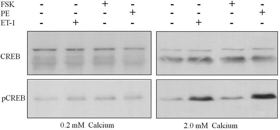 Western blot을 통한 세포 외 칼슘 농도에 따른 CREB 인산화 측정. 세포 외 칼슘 농도가 0.2 mM일 때 (왼쪽)는 ET-1이나 PE에 의한 CERB의 인산화가 나타나지 않았으나 2.0 mM일때(오른쪽)는 CREB의 인산화가 관찰됨. (FSK: forskolin, 50 μM)