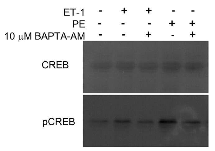 세포질 칼슘 킬레이트제인 BAPTA-AM을 10 μM 농도로 처리했을 때 ET-1, PE 유도성 CREB 인산화가 모두 저해됨