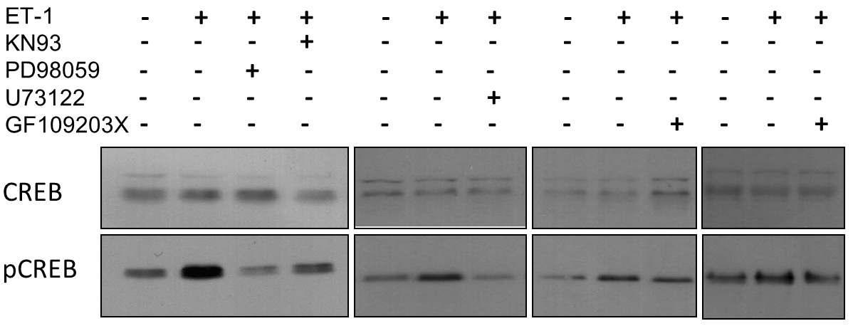 KN93, PD98059, U73122, GF109203X(각 각 CaMKⅡ, ERK1/2, PLC, PKC 저해제)처리시 Westwrn blot을 통한 ET-1 유도성 CREB 인산화 측정. KN93, PD98059, U73122에 의해 ET-1 유도성 CREB 인산화가 상당히 감소됨. PKC 저해제인 GF109203X에 의한 CREB 인산화 억제는 미미함.