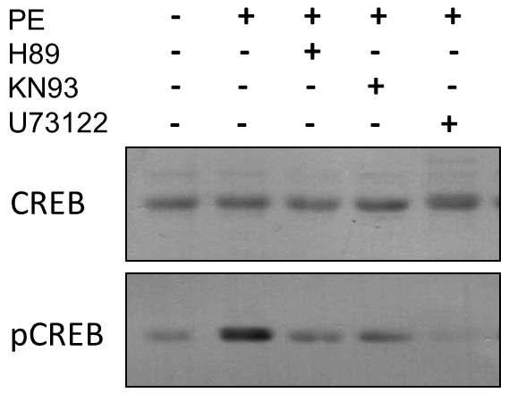 H89, KN93, U73122 (각 각 MSK1 & PKA, CaMKⅡ, PLC 저해제)처리 시 PE 유도성 CREB 인산화의 측정. PE 유도성 CREB 인산화는 세 가지 저해제에 의해 모두 감소하였고, 특히 U73122에 의한 감소가 뚜렷함.
