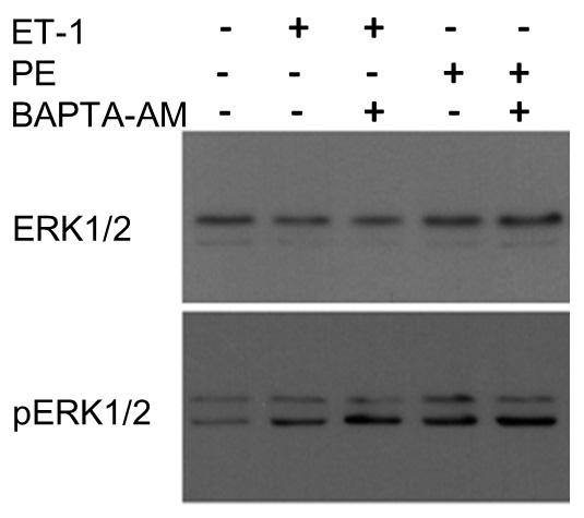 BAPTA-AM에 의한 ET-1, PE 유도성 ERK1/2 인산화의 측정. 세포질 칼슘 킬레이트제인 BAPTA-AM은 ET-1, PE 유도성 ERK1/2 인산화를 변화시키지 않음.