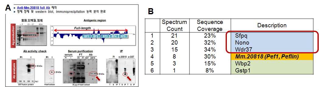 칼슘관련 신규 유전자 Mm.20818의 항체제작(A) 및 상호작용 단백질 발굴(B)