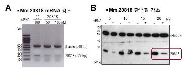 칼슘관련 신규유전자 Mm.20818 knockdown 세포 제작. A, knockdown세포에서의 transcript level (A)과 단백질 level (B)