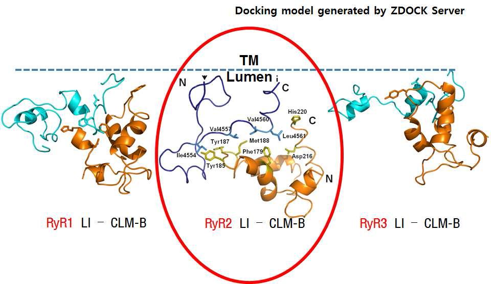 RyR1 LI 과 CLM-B의 docking 모델