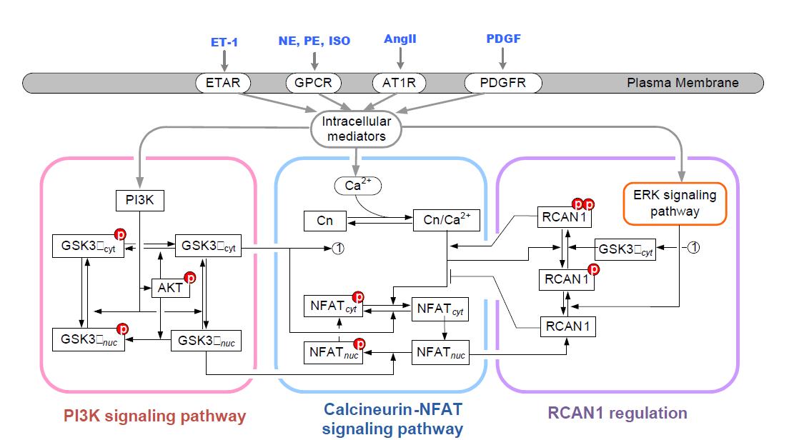 Calcineurin-NFAT 신호전달네트워크를 확장 및 보완함.