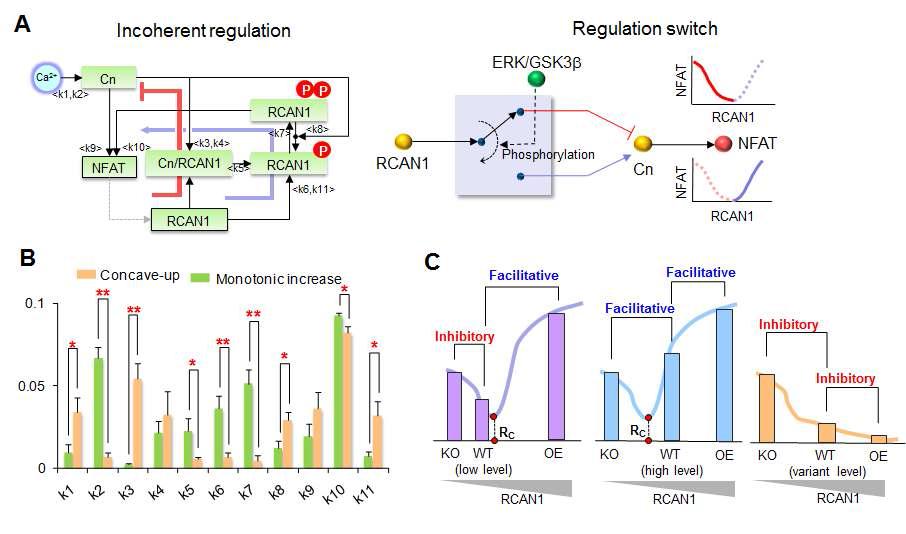 다양한 세포환경에서 RCAN의 이중적 역할을 조절할하는 메커니즘을 규명함.