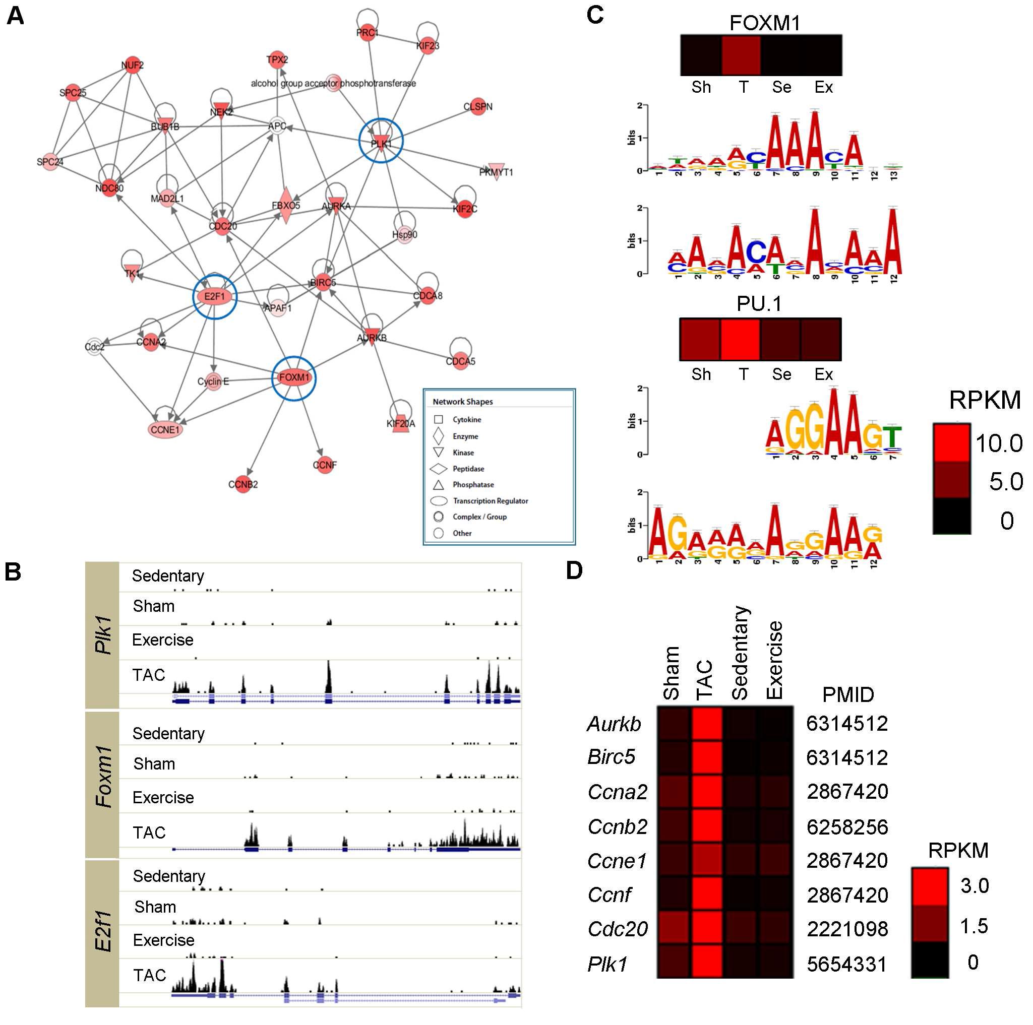 병리학적 심근비대 특이적인 417개 유전자 분석 (A) Ingenuity Pathway Analysis로 분석한 유전자 네트워크 (B) 각 모델에서의 허브 유전자인 Plk1, Foxm1, E2F1의 발현 히스토그램 (C) 해당 유전자의 upstream 1,000에 많이 존재하는 motif 예측 (D) Foxm1의 알려진 타겟 유전자들의 발현 패턴