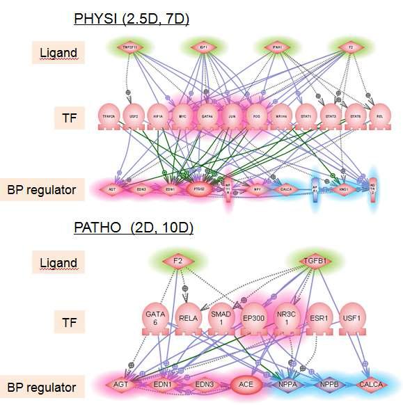 혈압/심근비대를 조절하는 전사조절인자, ligands 와 표적유전자들 간의 네트워크(PathwayStudio 7.1 분석)