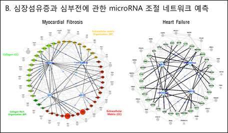 심장 섬유증 및 심부전과 관련한 유의 miRNA 예측