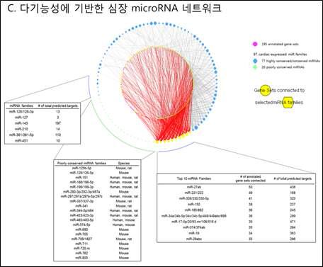 다기능성에 기반한 심장 miRNA 조절 네트워크 예측