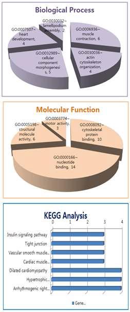 인산화된 심근조직 단백질의 GO 및 KEGG Pathway 분석 결과