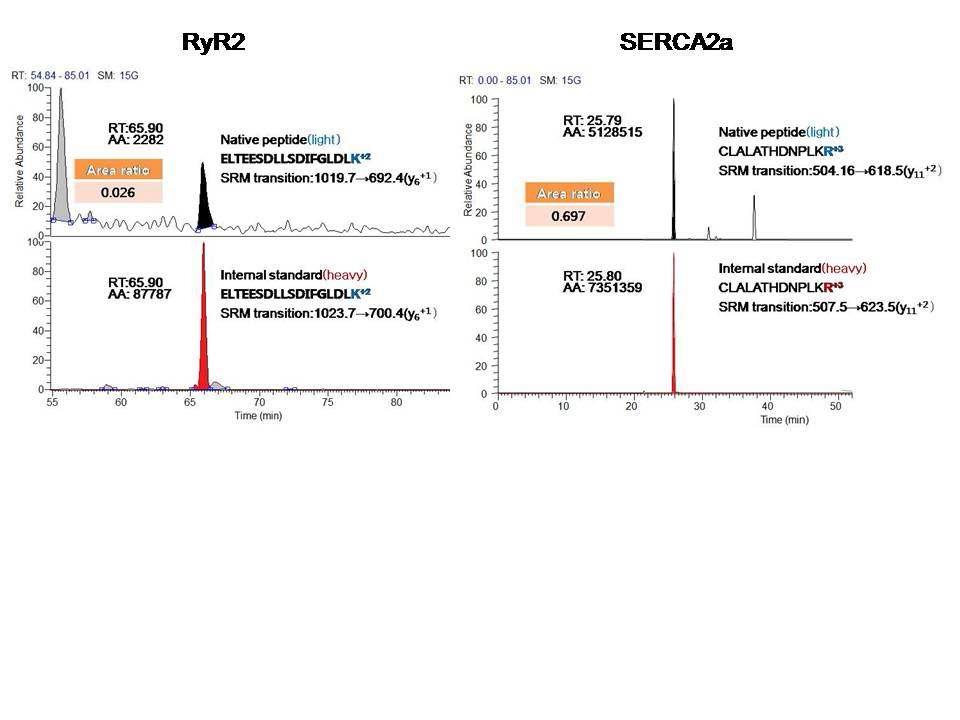 Selected reaction monitoring 질량분석 기술을 이용한 RyR2와 SERCA2a의 절대 정량 분석 결과의 예