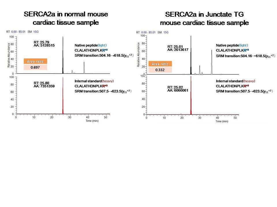 정상 마우스와 junctate 과발현 마우스 모델 심장 근육조직 시료를 대상으로 selected reaction monitoring (SRM) 질량 분석 기술을 이용한 SERCA2a의 절대 정량분석 결과의 예