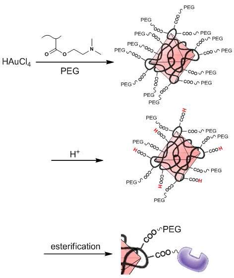 PDMAEMA를 이용해 합성된 금 나노입자의 PEGylation 및 그 응용