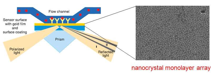 나노결정 필름을 이용한 실시간 바이오 센서의 구현