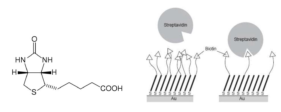 Biotin 과 streptavidin 의 선택적 결합을 통한 센서 제작의 도식