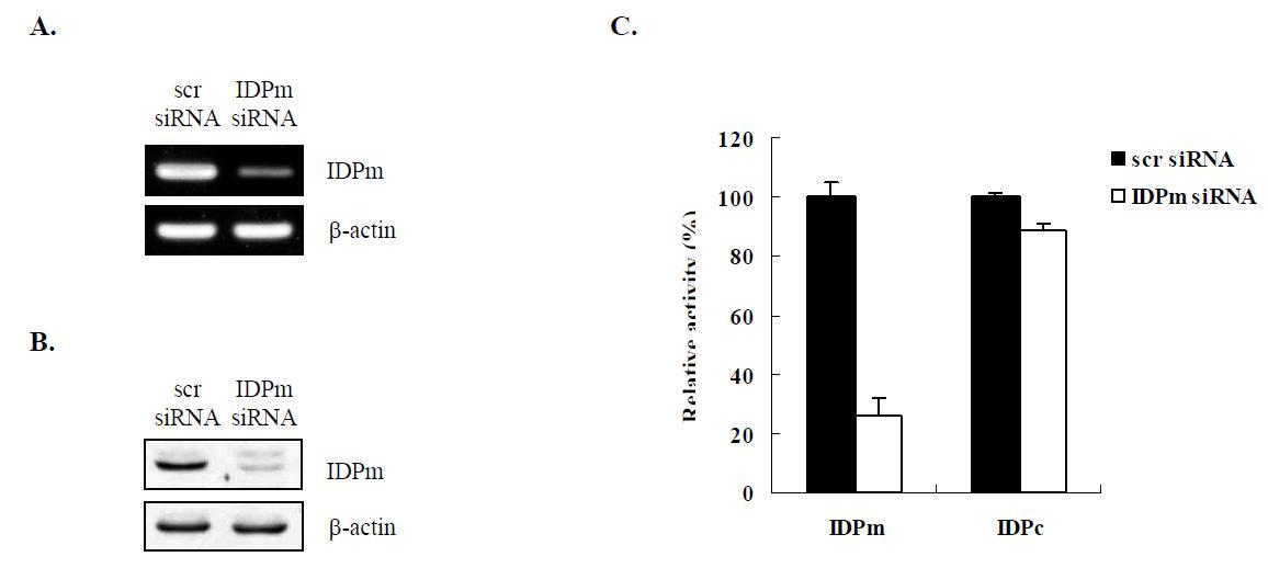 Knock down of IDPm by IDPm siRNA in A172 cell.