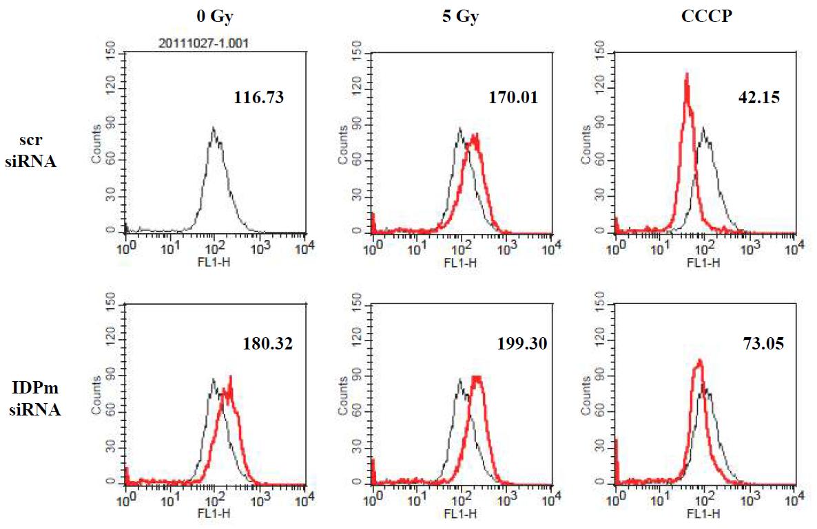 Mitochondrial dysfunction of A172 cells.