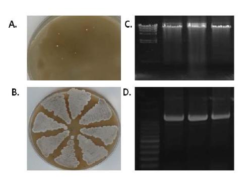 Step of conjugal transfer A. Conjugants B. Patches of conjugants C. Genomic DNA of conjugants D. PCR analysis of conjugants