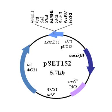 Map of integration plasmid pSET152