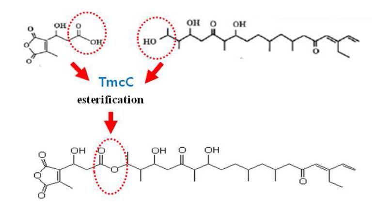 8C anhydride moiety(lift) and 25C polyketide moiety(Right) catalyzed by TmcC
