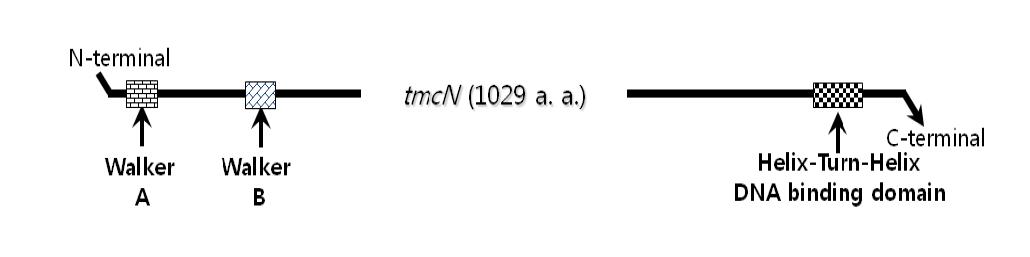 In silico Analysis of regulatory gene tmcN