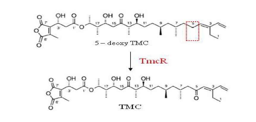 Suggested structures from tmcR mutants