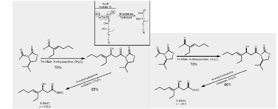 Organic synthetic steps for SNAC-attached TMC analogs