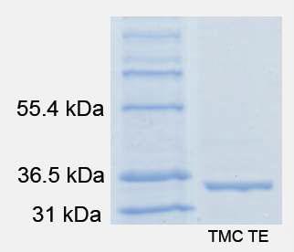 TMC TE enzyme expression and purification