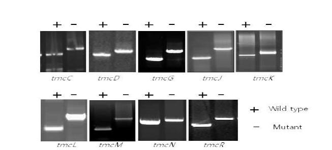 Confirmation of constructed mutants by PCR method