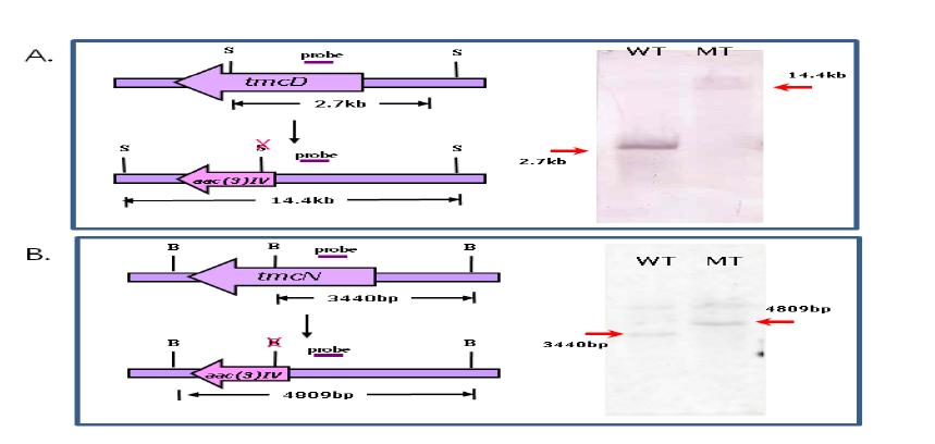 Confirmation of constructed tmcD (A) mutant and tmcN (B) mutant by Southern-hybridization