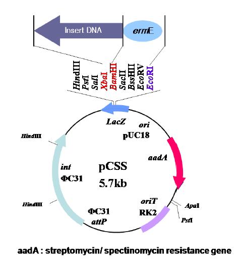 Complementation and overexpression을 위한 pCSS vector 시스템