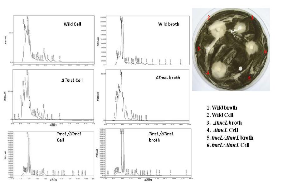 HPLC and antifungal analysis of tmcL mutant and complement strains